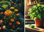 Сажать эти растения нужно рядом с полезными культурами - капустой, огурцами, томатами