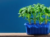 Рассада томатов желтеет не просто так