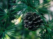 Народні хитрощі зимового зберігання врожаю