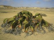 Вельвичия странная была названа в честь австрийского ботаника Фридриха Вельвича