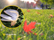 Насекомое массово появилось осенью