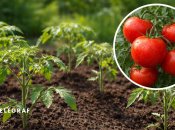 Розсада помідорів