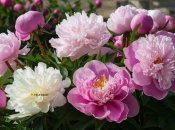 Пионам нужна подкормка