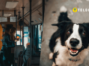 На Волыни возник скандал из-за собаки пассажира в общественном транспорте