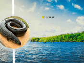 Угри в украинских водоемах появляются все чаще