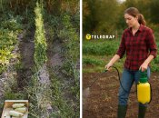 Чтобы почва не истощалась, ее нужно обработать