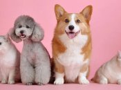 Домашние питомцы