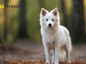 Белый пес — символ успеха и удачи