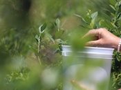 Збирання ягід