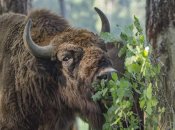 Зубр в лесу