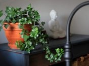 Кімнатний плющ