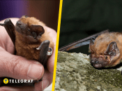 Вечерница гигантская