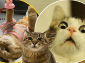 Мемы о котах