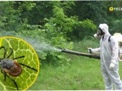 Обробка газонів в Оболонському районі столиці