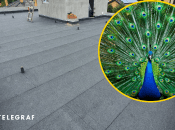 Распустил хвост и кружил