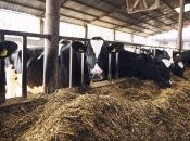 Будівництво молочних ферм вимагає держпідтримки
