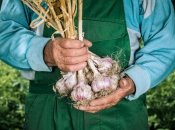 Порадуєте себе рясним урожаєм часнику