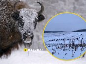 Зубры в Винницкой области