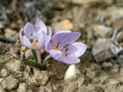 Безвременник анкарский