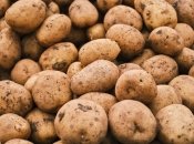 Урожай картошки