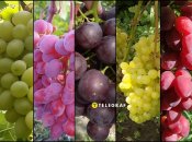 Самый вкусный и ароматный виноград с мускатом