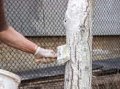 Побелка уберегает деревья от вредителей и ожогов