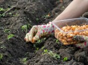 Посівний календар на липень 2024 року