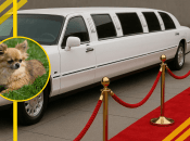 Гості зустрічали собаку Лукаса бурхливими оплесками