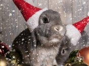 Символом майбутнього року стане Водяний Кролик