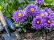 Чтобы астры выросли пышными, их нужно правильно высаживать (изображение создано с помощью ИИ)