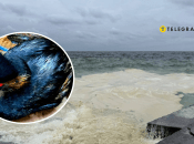 Птахи гинуть через витік нафтопродуктів