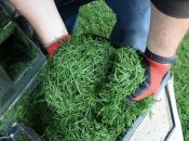 Зачем посыпать грядки зеленой травой