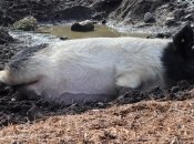 АЧС вернулась в Украину