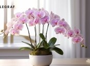Орхидеи – это не лучшие украшения для дома