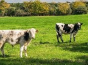 Атаковали город: челябинские телки загоняли полицейского (Видео)