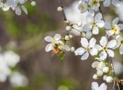 28 апреля нельзя обижать пчел, охотиться на них