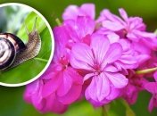 Улитки — частая неприятность в саду