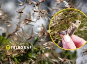 Колаж "Телеграфу"