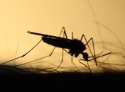 Комаров отучили пить кровь 