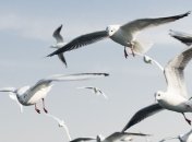 Александров день 2019: что категорически нельзя делать в этот день