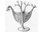 Найден древнейший образец мышечной ткани