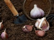 Озимый чеснок не нуждается в одном натуральном удобрении