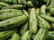 Кабачки начнут подгнивать, если неправильно их поливать