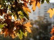 Золотой осени осталось немного