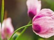 Поздравления с 8 Марта женщинам в прозе