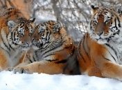 Одесский зоопарк получил подарки от китайского города Нинбо