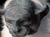 Фотопроект о животных, которые находятся на грани вымирания (Фото) 