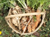 Время сбора урожая влияет на вкусовые качества хрена