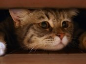 17-летнего юношу будут судить за издевательства над котом