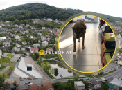 Пес Мікі живе в Винниках